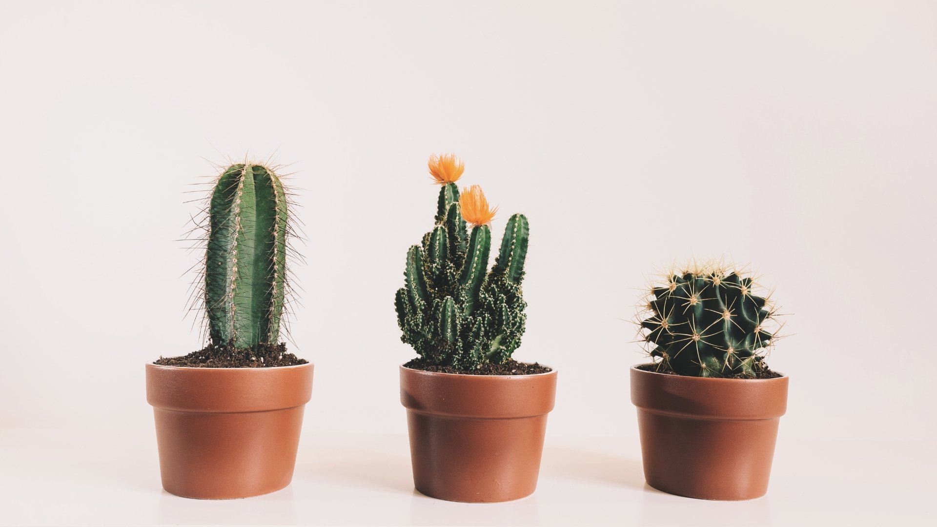 three different cactus plants